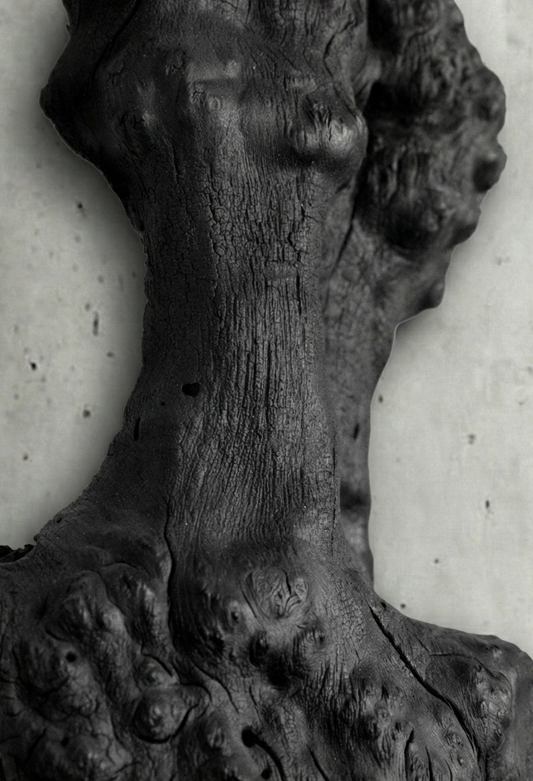 Fosil Ahşap Koleksiyonu