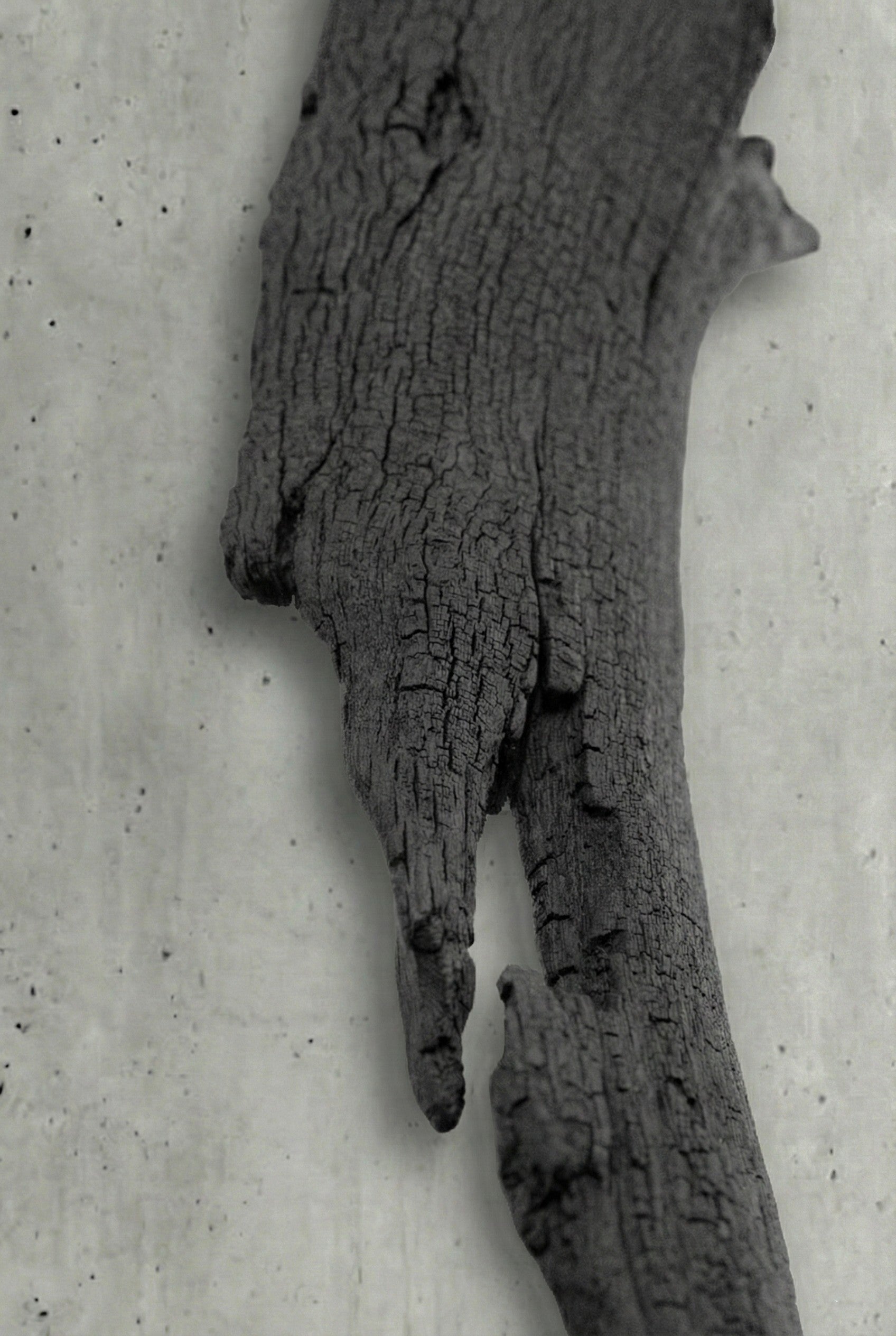 Phoen Fosil Ahşap Duvar Objesi - Yakisugi El İşçiliği